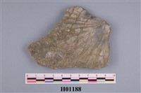 藏品(海扇化石)的圖片